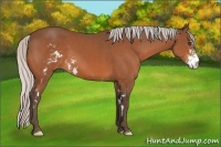 Horse Color:Silver Bay Sabino Frame 