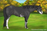Horse Color:Black Sabino Frame