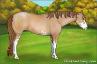 Horse Color:Bay Pearl Sabino