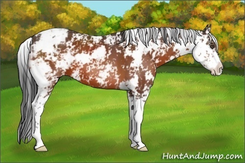 Horse Color:Bay Sabino 