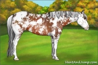 Horse Color:Bay Sabino 