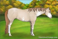 Horse Color:Smoky Black Pearl Sabino