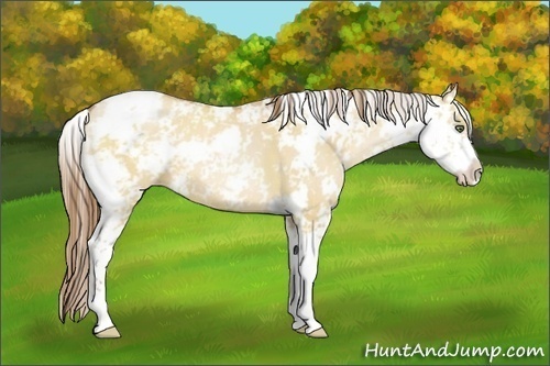 Horse Color:Bay Pearl Dun Sabino 