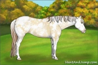 Horse Color:Bay Pearl Dun Sabino