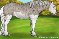 Horse Color:Silver Bay Ice Dun Splash Rabicano 