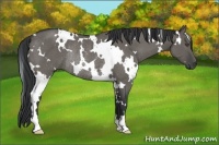 Horse Color:White Spotted Grullo Rabicano