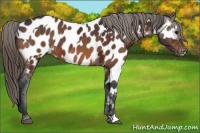 Horse Color:Bay Appaloosa  and Buckskin Appaloosa 