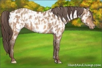 Horse Color:Amber Champagne Appaloosa  and Amber Champagne Appaloosa 
