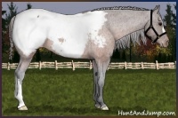 Horse Color:Brown Appaloosa 