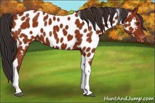 Horse Color:Brown Tobiano Appaloosa 
