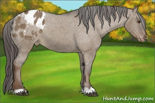 Horse Color:Liver Red Dun Appaloosa 