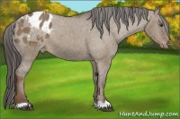 Horse Color:Liver Red Dun Appaloosa 