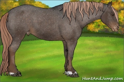 Horse Color:Liver Chestnut Appaloosa 