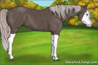 Horse Color:Silver Black Splash