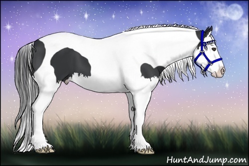 Horse Color:Black Splash Tobiano 