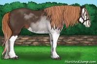 Horse Color:Liver Chestnut Splash 