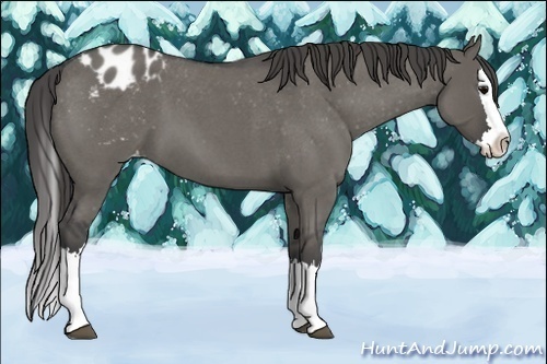 Horse Color:Grullo Roan Splash Varnish