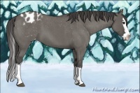 Horse Color:Grullo Roan Splash Varnish 