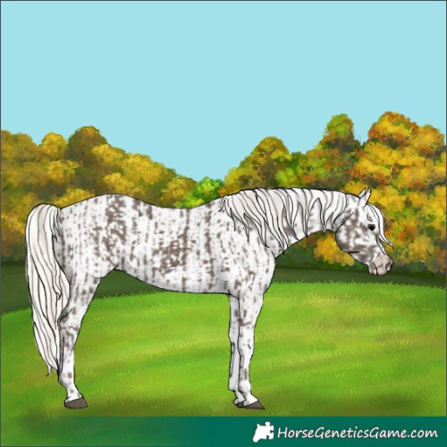 Horse Color:Silver Black  and Gray Silver Amber Cream Champagne Roan Dun Splash Tobiano Frame Appaloosa Rabicano 