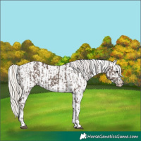 Horse Color:Silver Black  and Gray Silver Amber Cream Champagne Roan Dun Splash Tobiano Frame Appaloosa Rabicano 