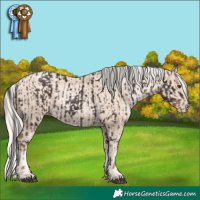 Horse Color:Liver Chestnut  and Gold Cream Champagne Pearl 