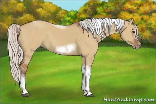 Horse Color:Silver Bay Dun Sabino Tobiano Frame Rabicano