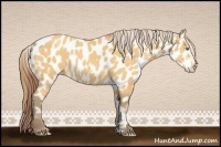 Horse Color:Amber Cream Champagne Frame Near Leopard  and Amber Cream Champagne Frame Near Leopard 