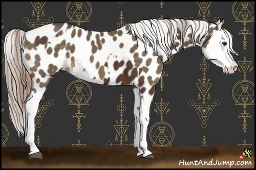 Horse Color:Liver Chestnut Appaloosa  and Chocolate Palomino Splash Appaloosa 