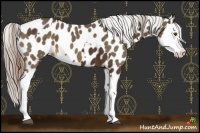 Horse Color:Liver Chestnut Appaloosa and Chocolate Palomino Splash Appaloosa