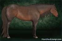Horse Color:Liver Chestnut Rabicano 