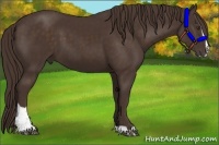 Horse Color:Liver Chestnut Sabino