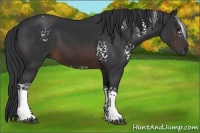 Horse Color:White Spotted Brown 