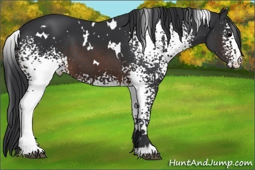 Horse Color:White Spotted Brown 