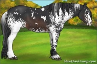 Horse Color:White Spotted Brown