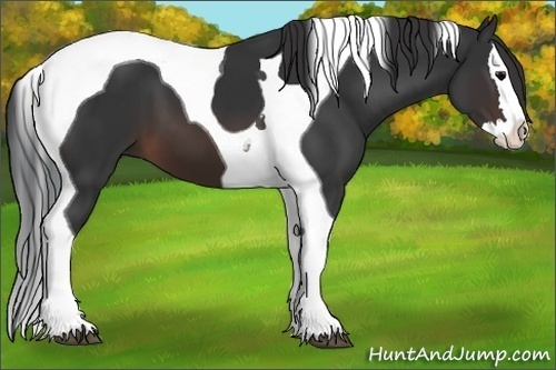 Horse Color:Brown Sabino Splash Tobiano
