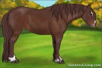 Horse Color:Chocolate Brown Sabino Appaloosa