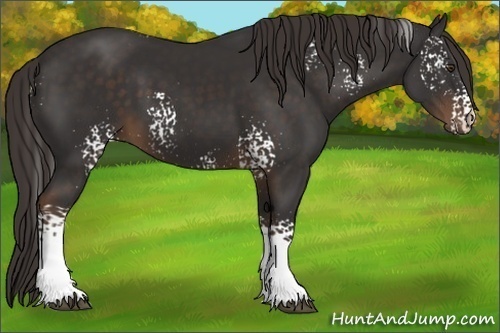 Horse Color:White Spotted Liver Chestnut