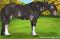 Horse Color:White Spotted Liver Chestnut 