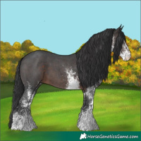 Horse Color:White Spotted Brown