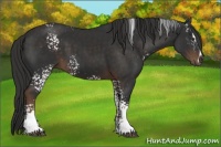Horse Color:White Spotted Liver Chestnut Sabino 