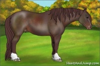 Horse Color:Chocolate Brown Appaloosa 