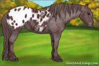 Horse Color:Chocolate Brown Appaloosa