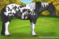 Horse Color:Brown Tobiano Appaloosa