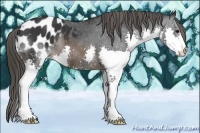 Horse Color:Brown Splash Appaloosa 