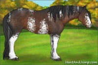 Horse Color:White Spotted Liver Chestnut 