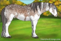 Horse Color:White Spotted Brown Splash Appaloosa