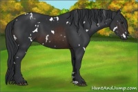 Horse Color:White Spotted Brown 