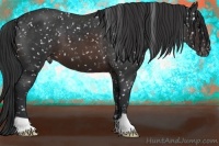 Horse Color:Brown Appaloosa 