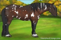 Horse Color:White Spotted Brown 