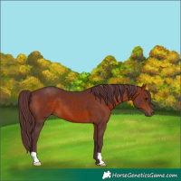 Horse Color:Chocolate Brown 